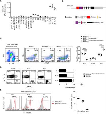 Identification of novel B-1 transitional progenitors by B-1 lymphocyte fate-mapping transgenic mouse model Bhlhe41dTomato-Cre